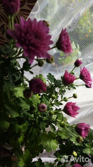 Комнатные растения и цветы