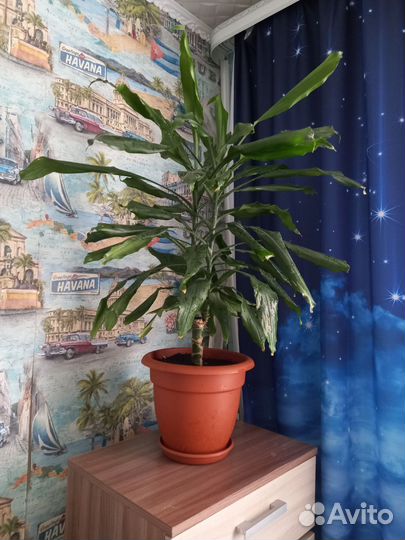 Юкка,широколиственная драцена
