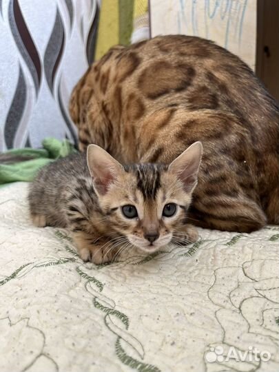 Бенгальские котята