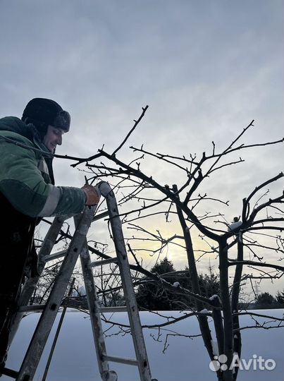 Удаление деревьев