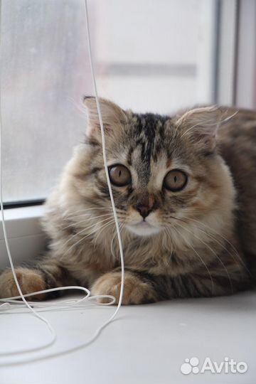 Кошка на вязку