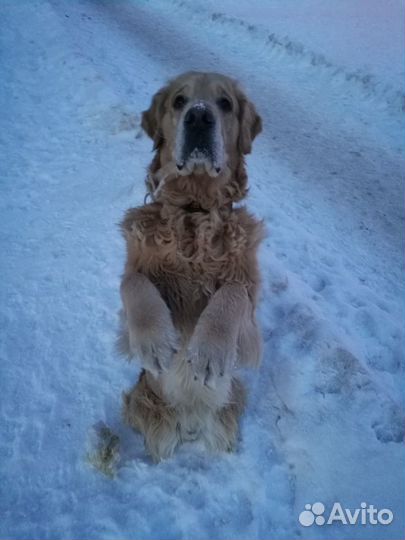 Домашняя передержка собак