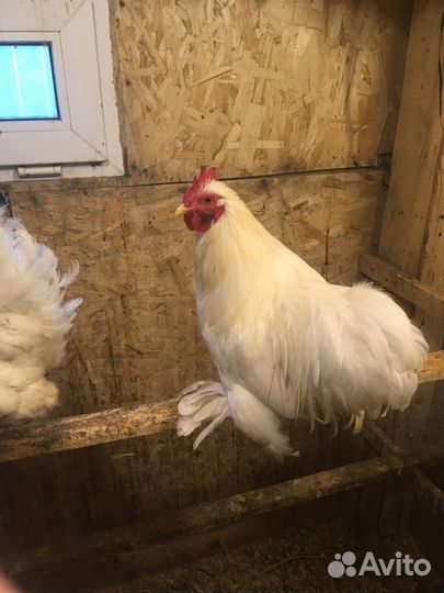 Петушки кохинхины карлик