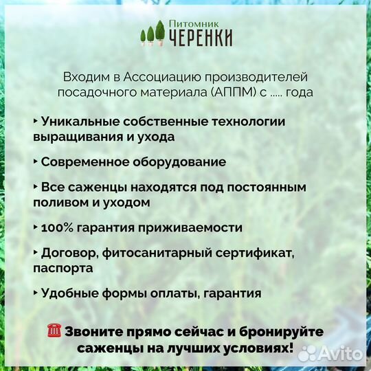 Туя хозери п9