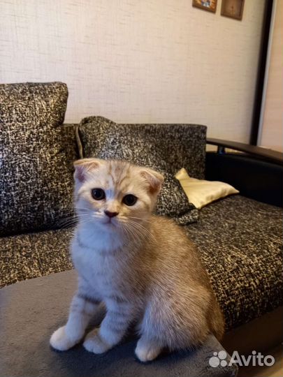 Шотландские котята