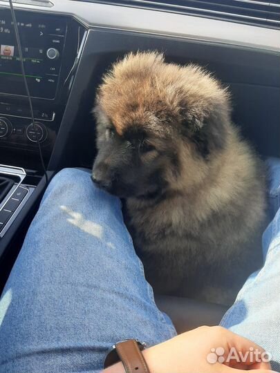 Вязка кавказская овчарка