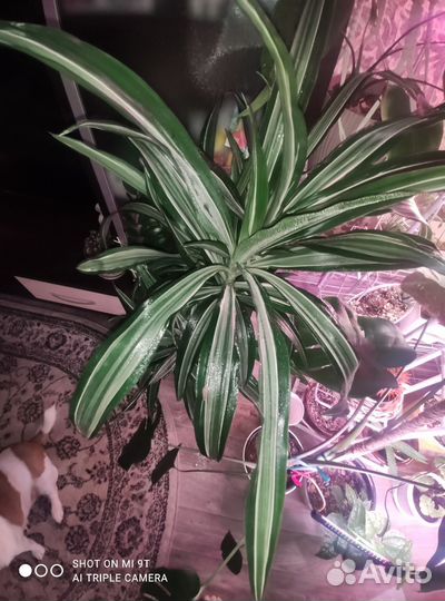 Комнатные цветы драцена