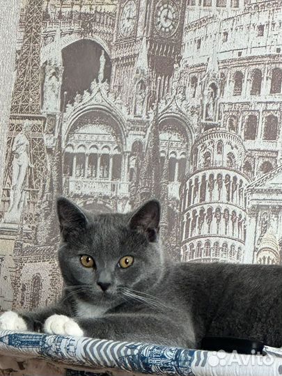Кот в очень добрые руки )
