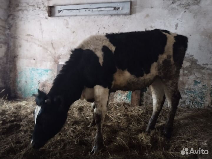 Тёлка племенная Айширская 1 год