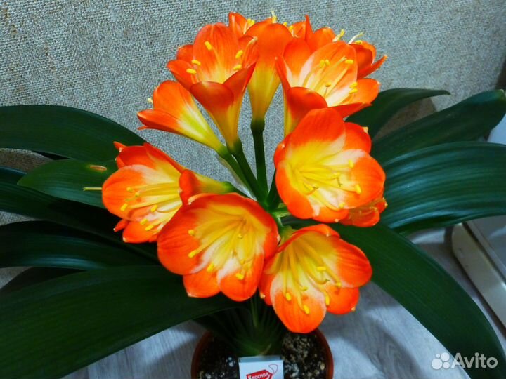 Кливия цветущая