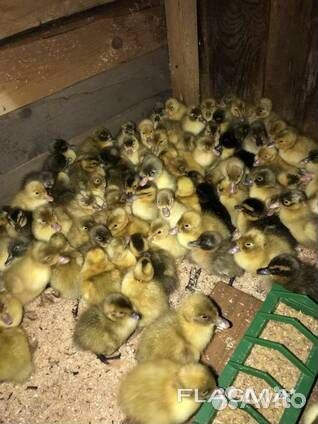 Цыплята бройлерные, утята, индюшата