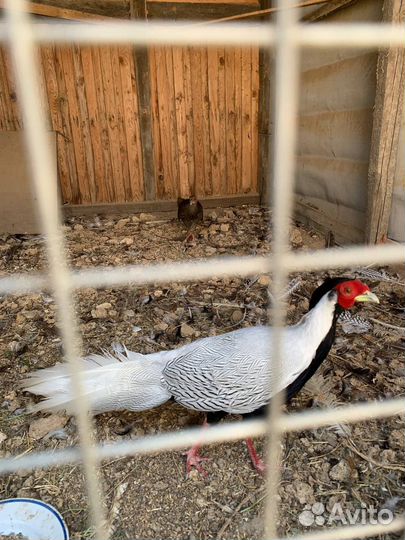 Фазаны и утки-кряквы