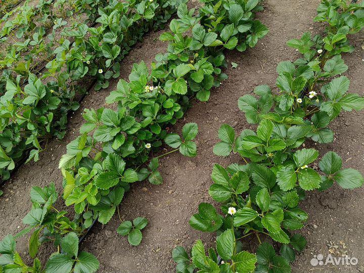 Рассада клубники