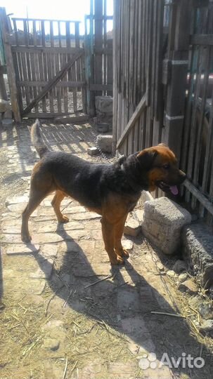 Собака в дар