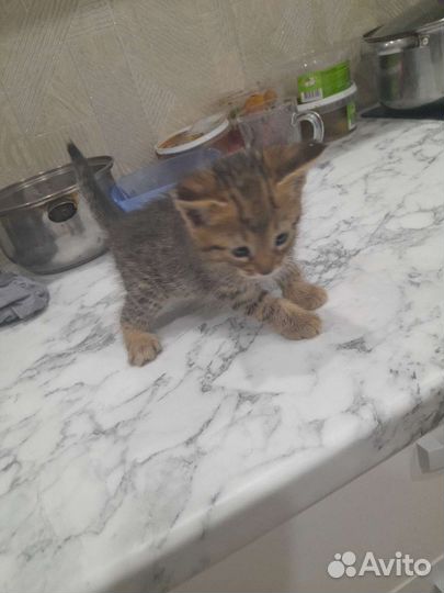 Кошки бесплатно