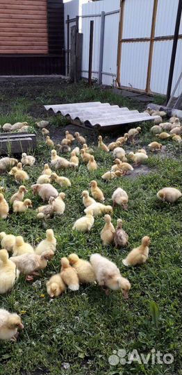 Гусята,Утята, Цыплята