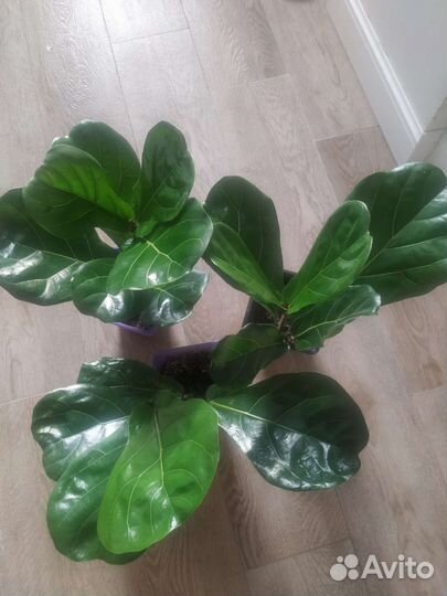 Фикус Лирата крупный лист(Колумнарис)