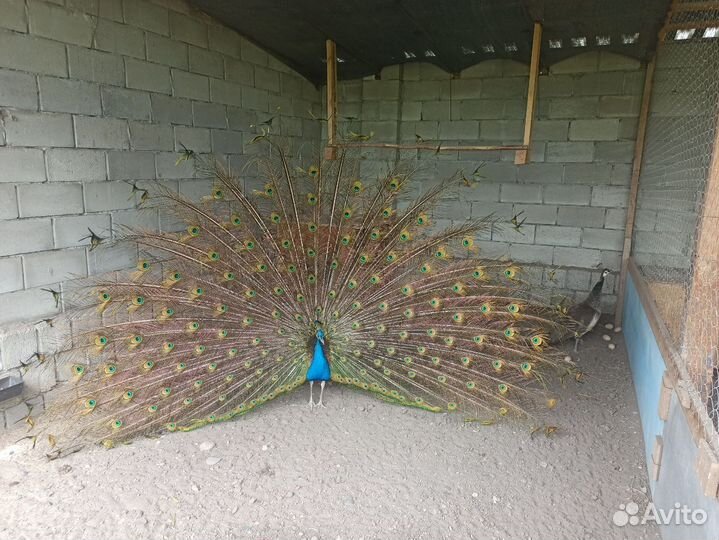 Семья павлинов