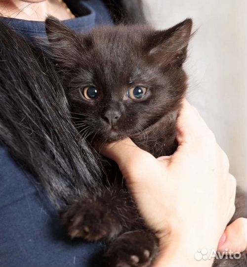 Котята в дар, в добрые руки