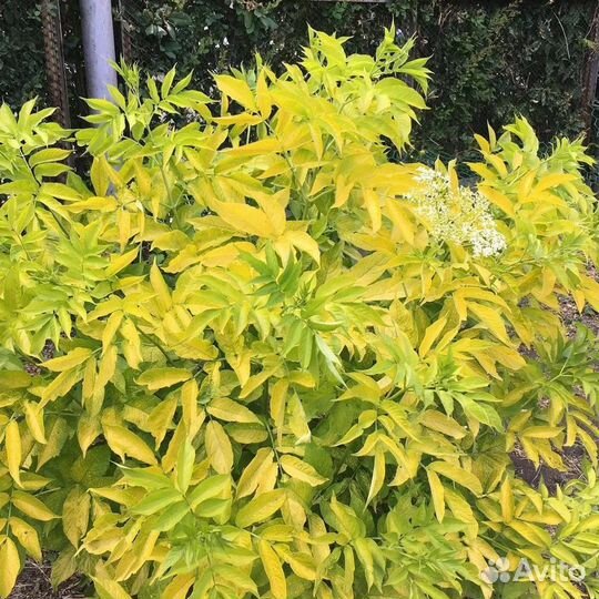 Блек бьюти мадонна - бузина разные сорта почта