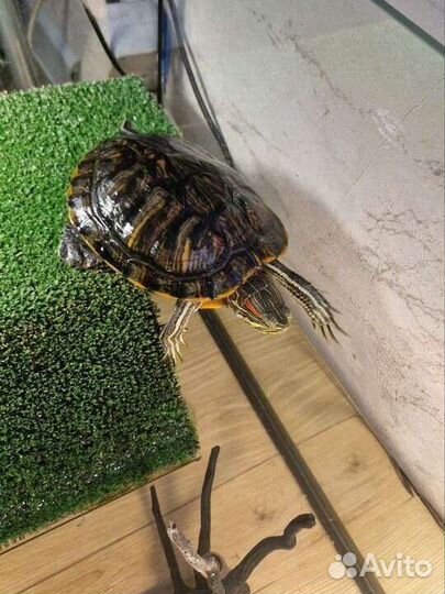 Красноухая черепаха с аквариумом