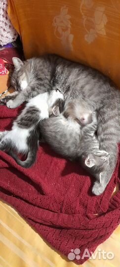 Котенок