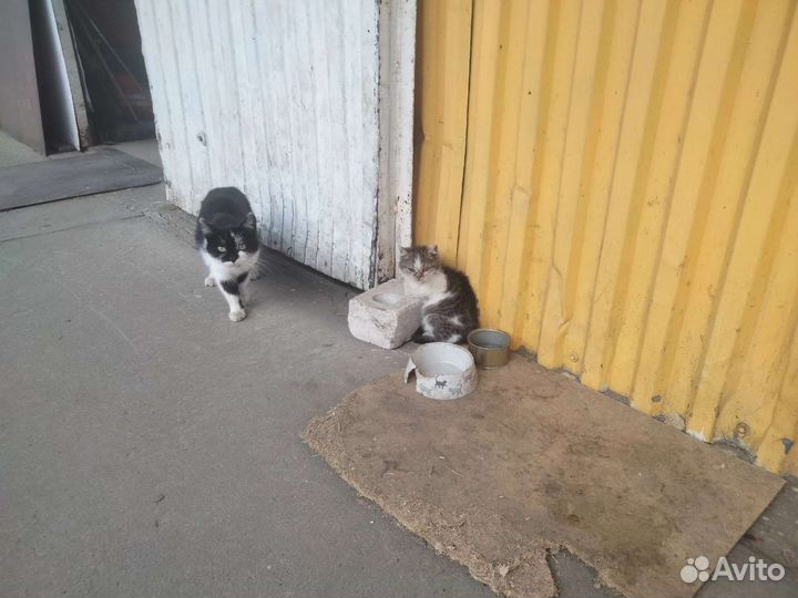 Котята в добрые руки бесплатно