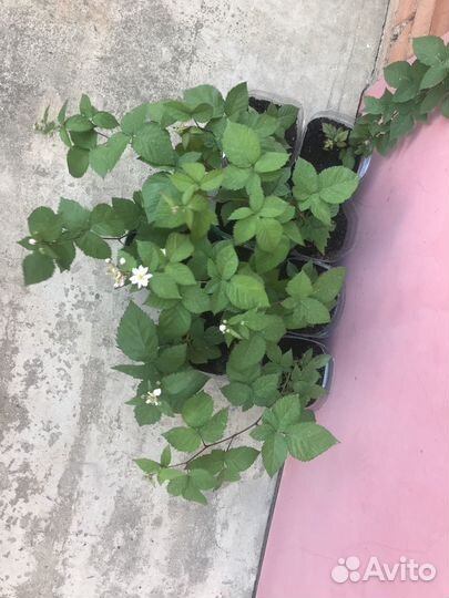 Продаю саженцы ежевики