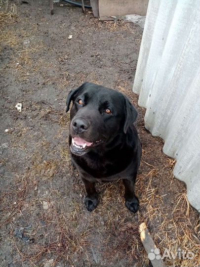 Лабрадор ждёт подружку в гости вязка