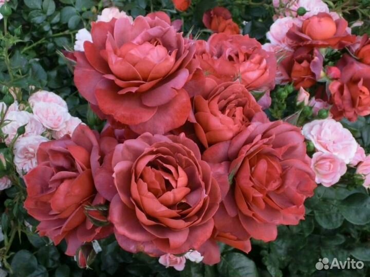 Роза Хот Шоколад,Мари Кюри и другие