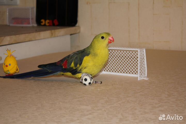 Роскошный или Горный попугай