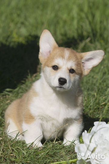 Щенки вельш корги пемброк