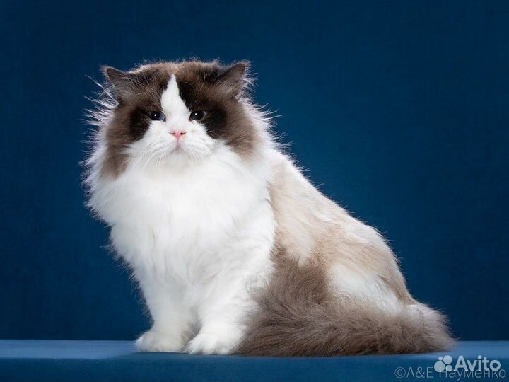 Prometheus, рэгдолл, Интер чемпион, мальчик, 1 год