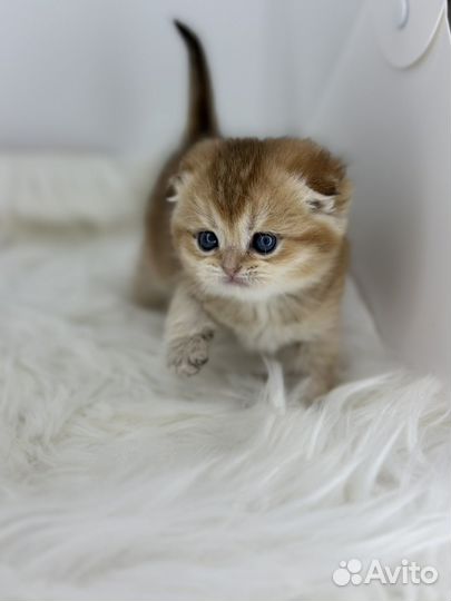Шотландские вислоухие котята золотая шиншилла