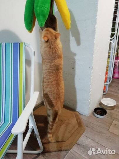 Рыжий котик