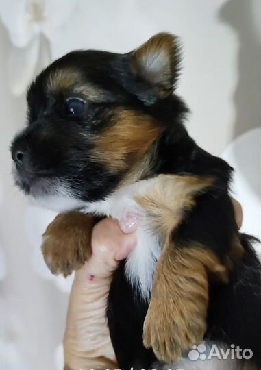 Йоркширский терьер