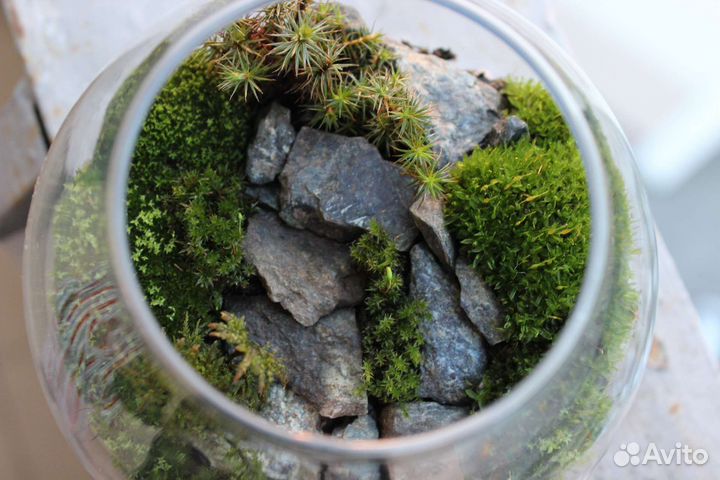 Аквариум с мхами. Флорариум. Террариум