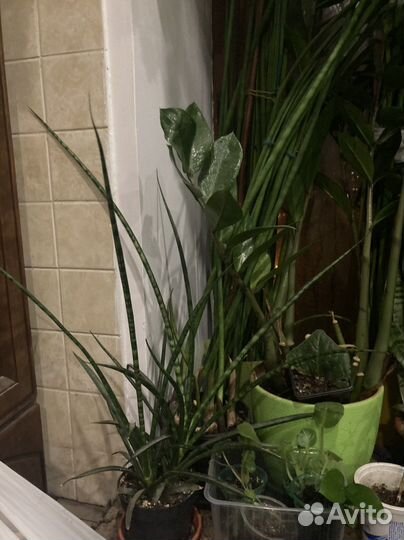 Сансевиерия цилиндрическая редкая 130 см с горшком