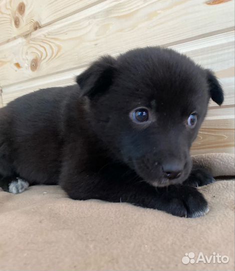 Щенок девочка