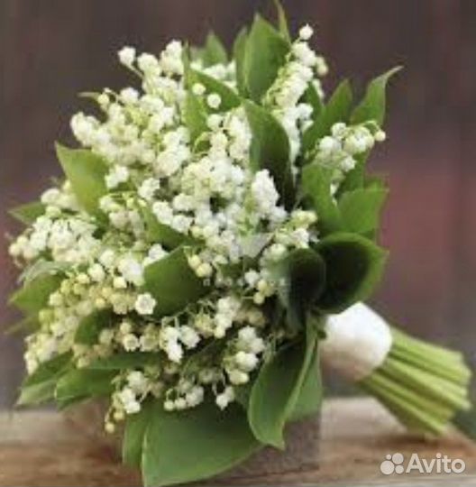 Ландыши, рассада