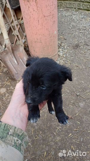 Щенки бесплатно дворняжки