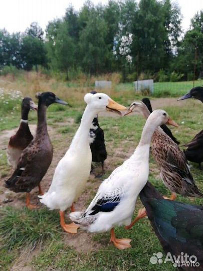 Индийский бегунок