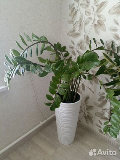 Замиокулькас