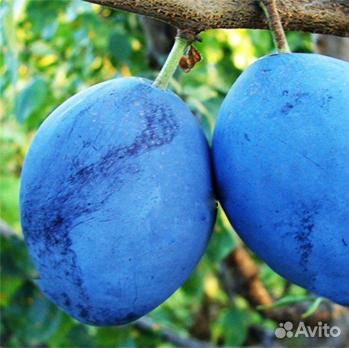 Слива Чачагская ранняя