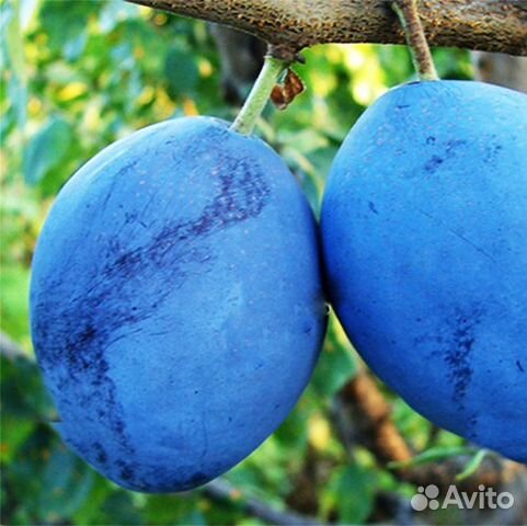 Слива Чачагская ранняя