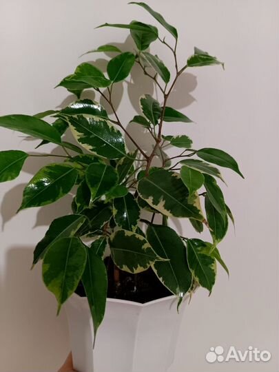 Фикус бенджамина