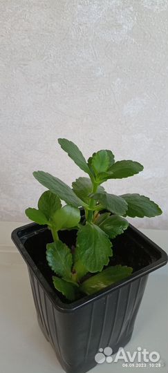 Комнатные растения цветы