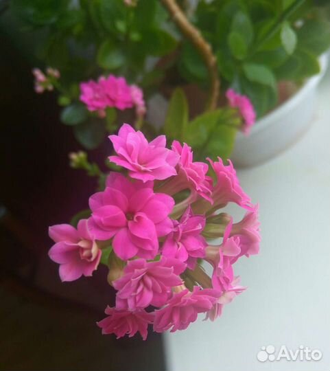 Кланхоэ разных цветов