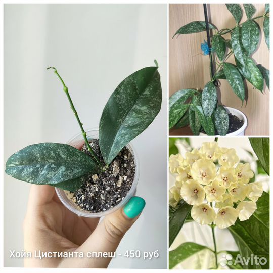 Хойя, разные сорта