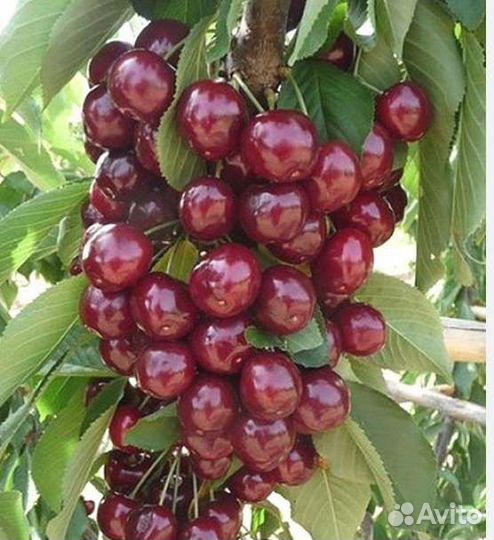 Черешня черевишня вишня
